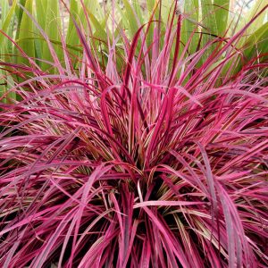Pennisetum 'Fireworks'