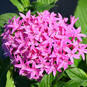 Pentas Lanceolata 'Orchid Illusion'
