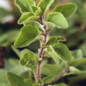 Oregano 'Greek'