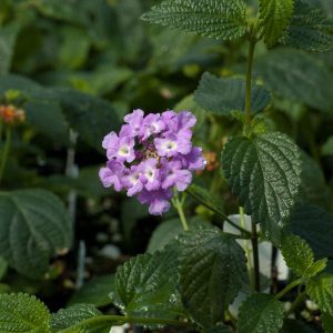 Lantana Camera 'Trailing Lavender'