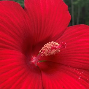 Hibiscus Moscheutos 'Lord Baltimore'