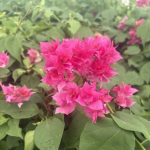 Bougainvillea 'Double Red'
