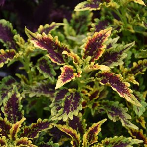 Coleus 'Robyn'