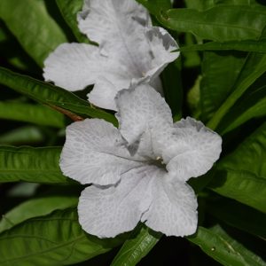 Ruellia 'White'