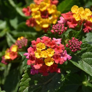 Lantana Camera 'Anne Marie'