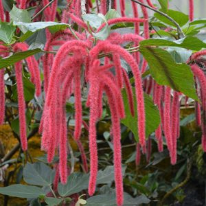 Acalypha 'Chenile Firetail'