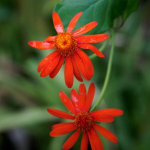 Senecio Confusis 'Mexican Flame Vine'