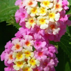 Lantana Camera 'Ms. Huff Pink'