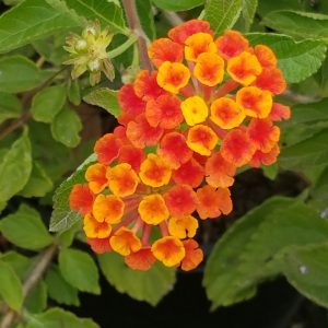 Lantana Camera 'Spreading Sunset'