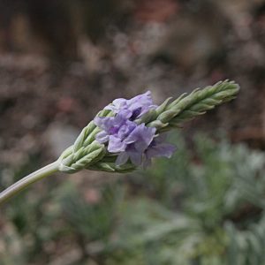 Lavender 'Pinnata'