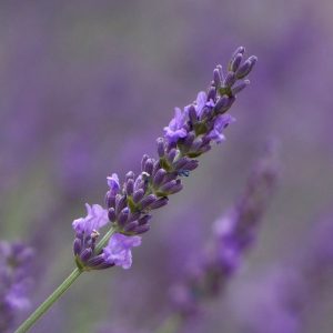 Lavender 'Phenomenal'