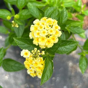 Lantana Camera 'Lantana Lemon Drop'