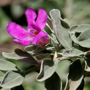 Leucophyllum 'TX Sage' or 'Silverleaf'