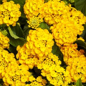 Lantana Camera 'Nugget'
