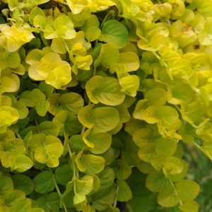 Lysimachia Procumbens 'Goldilocks'