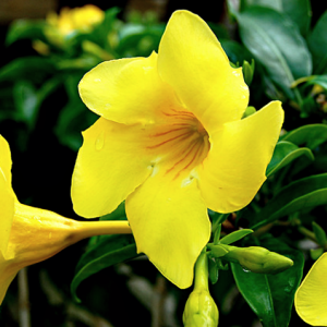 Mandevilla 'Yellow'