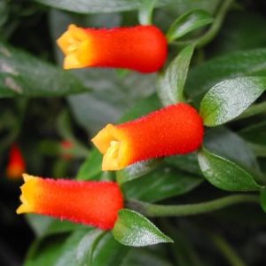 Manettia 'Candy Corn Vine'