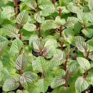 Mint 'Berries and Cream'