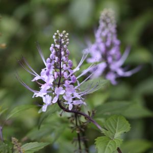 Orthosiphon Cat Whiskers 'Blue'