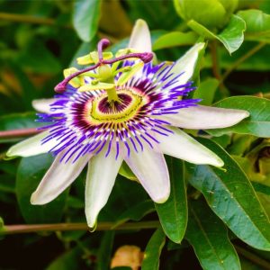 Passiflora 'Blue Caerulea'