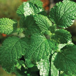 Mint 'Peppermint'
