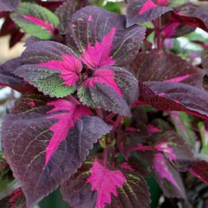 Coleus 'Magilla Perilla'