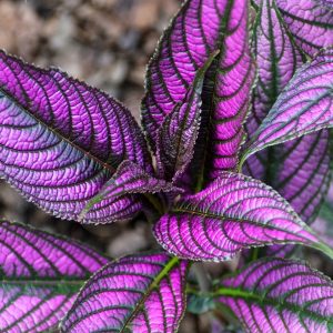 Strobilanthes 'Persian Shield'