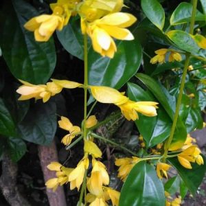 Petraeovitex Bambusetorum 'Nong Noch'