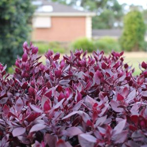 Alternanthera 'Little Ruby'