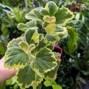 Plectranthus 'Lemon Twist'
