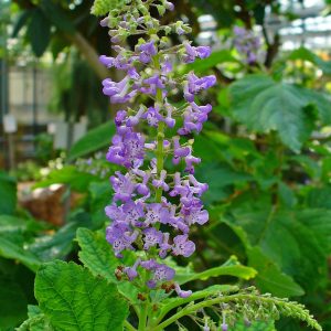 Plectranthus 'Plevarci'