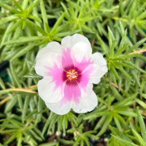 Portulaca 'Samba Peppermint'