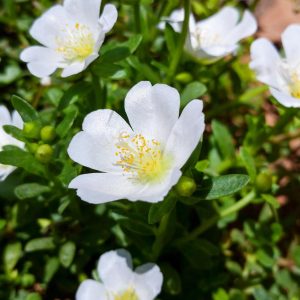 Portulaca 'White'