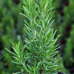 Rosemary 'Barbeque'