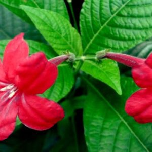 Ruellia 'Brazilian Red'