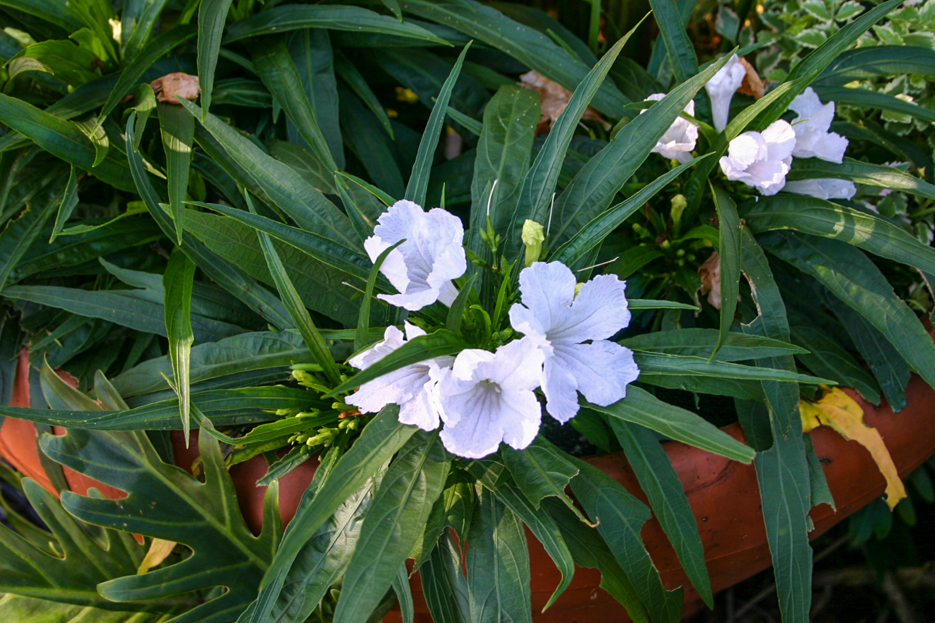 Ruellia 'White' - Robrick Nursery