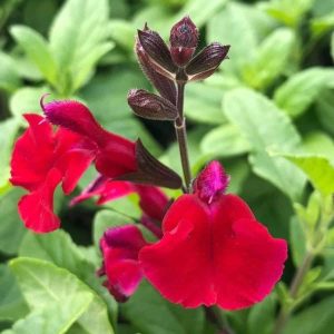 Salvia 'Greggii Red'