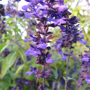 Salvia 'Indigo Spires'