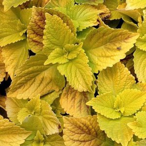 Coleus 'Gold Lace'