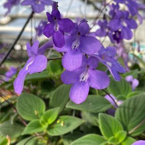 Streptocarpella 'Concord Blue'