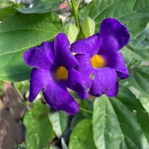 Thunbergia 'Battiscombei'