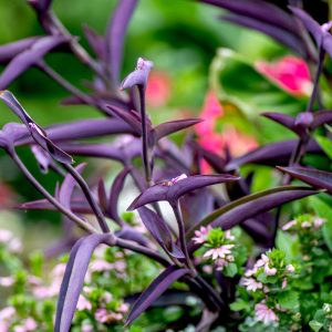 Setcreasea 'Purple Heart'