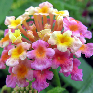 Lantana Camera 'Confetti'
