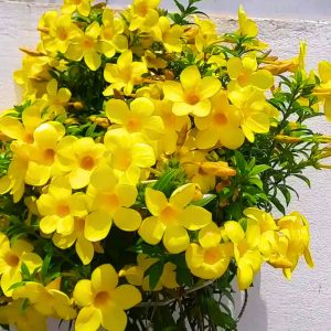 Allamanda 'Dwarf'