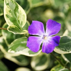 Vinca 'Mojo Variegated'