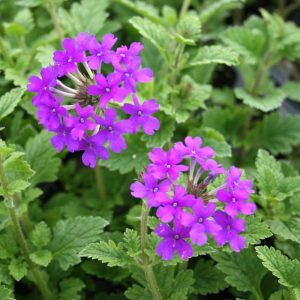 Verbena 'Homestead Purple'