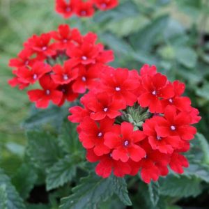 Verbena 'Homestead Red'