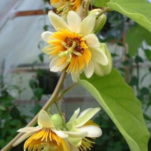 Passiflora 'Yellow'