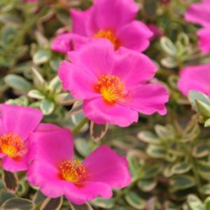 Portulaca 'Puerto Rican Hot Pink'