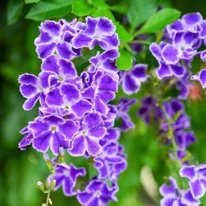 Duranta 'Blue'